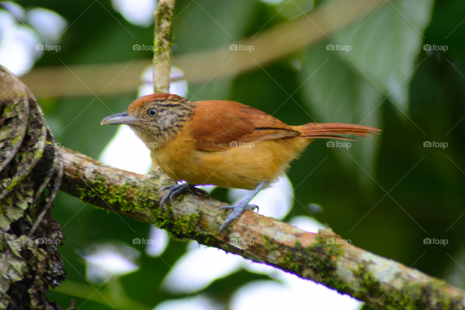 Bird, Wildlife, No Person, Nature, Outdoors