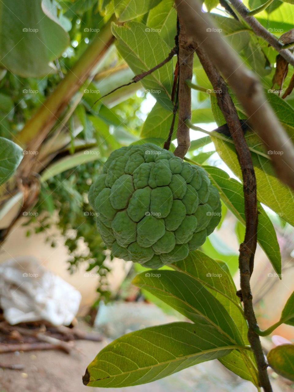 Custard Apple In My Garden Collection
