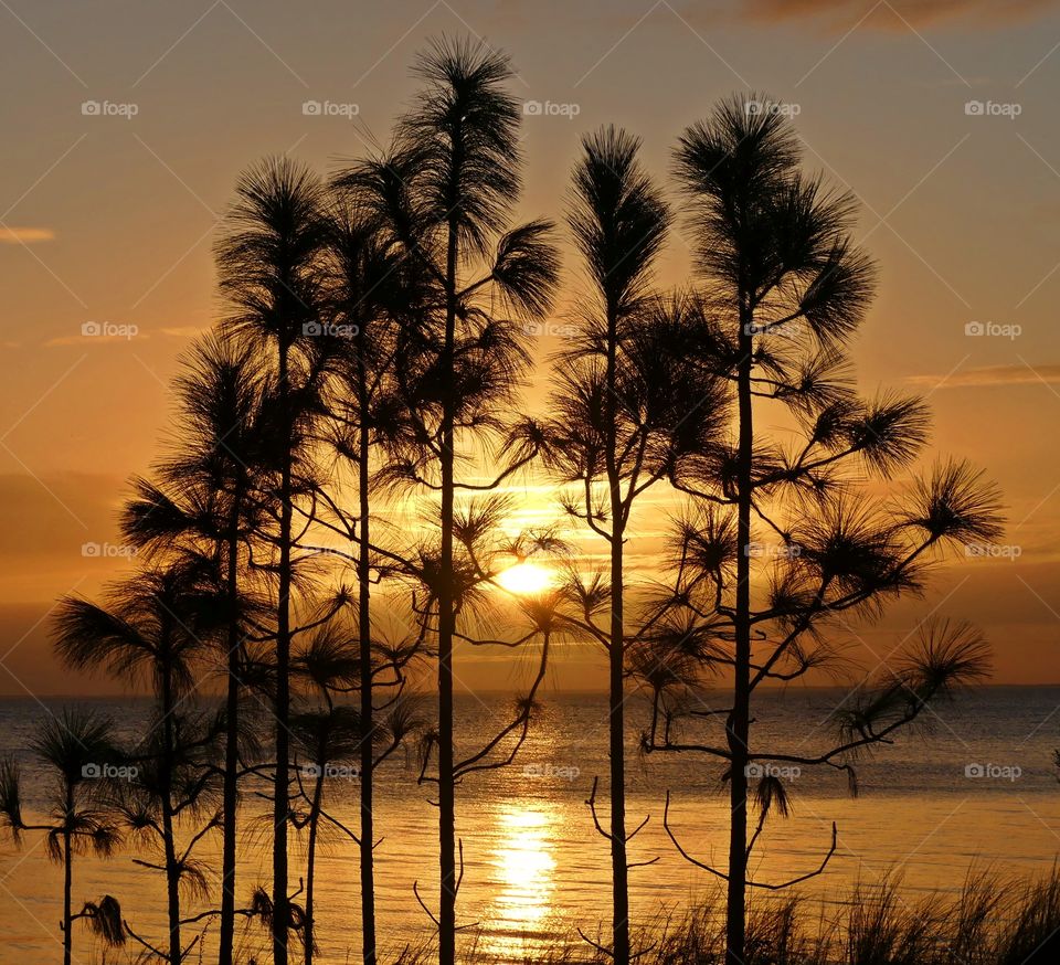 Spectacular sunset through the young pine trees - The sunset symbolizes the completion of a day’s work and shows the passage of time. As the sun sets, it is time to end the day and take a break. 