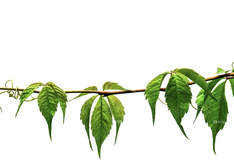 A Virginia Creeper vine on white background 