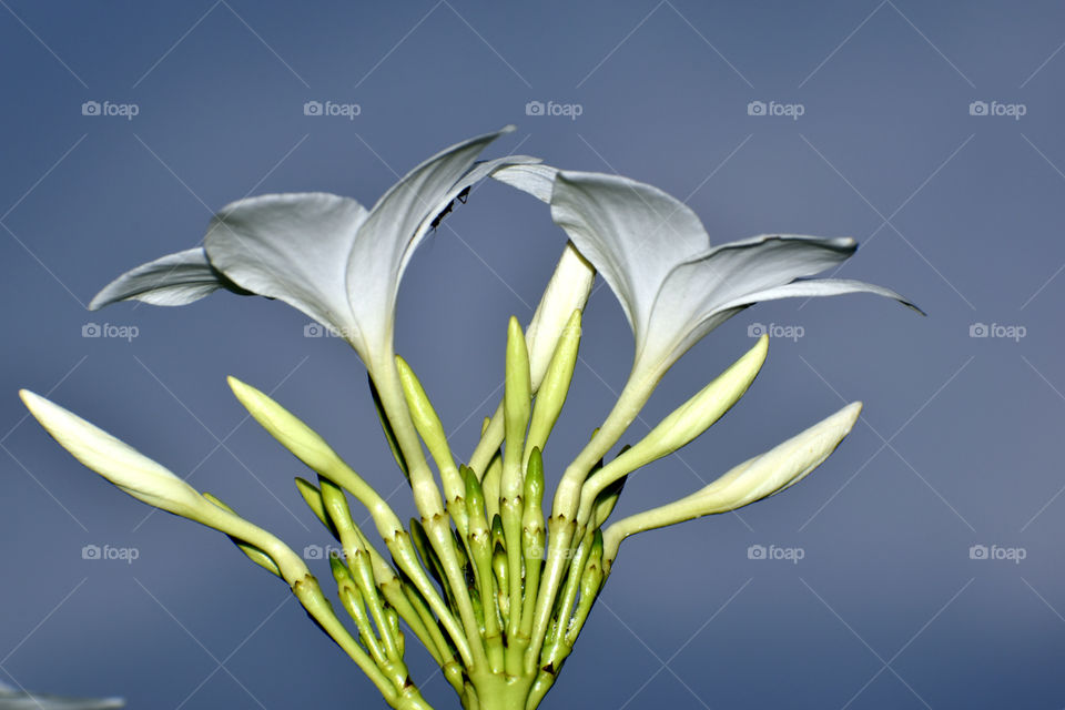 The white is a sign of transperancy.