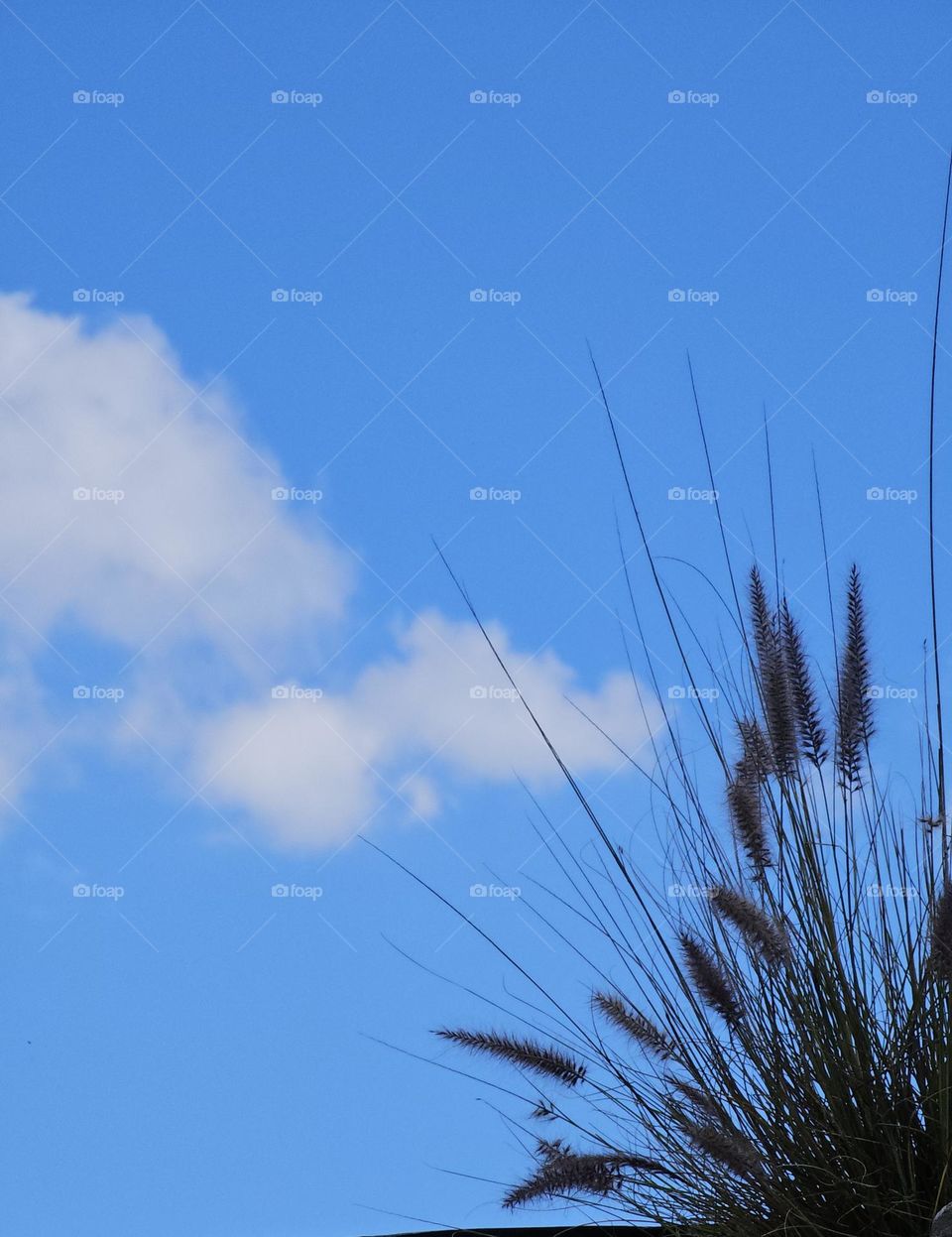 it's a beautiful day; deep blue sky, a few white clouds, and a plant.