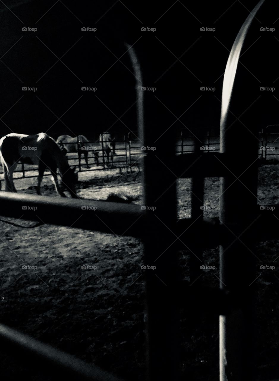 Peaceful after hours on the horse farm