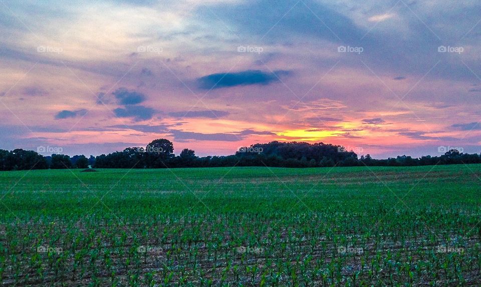 Sunset farm field