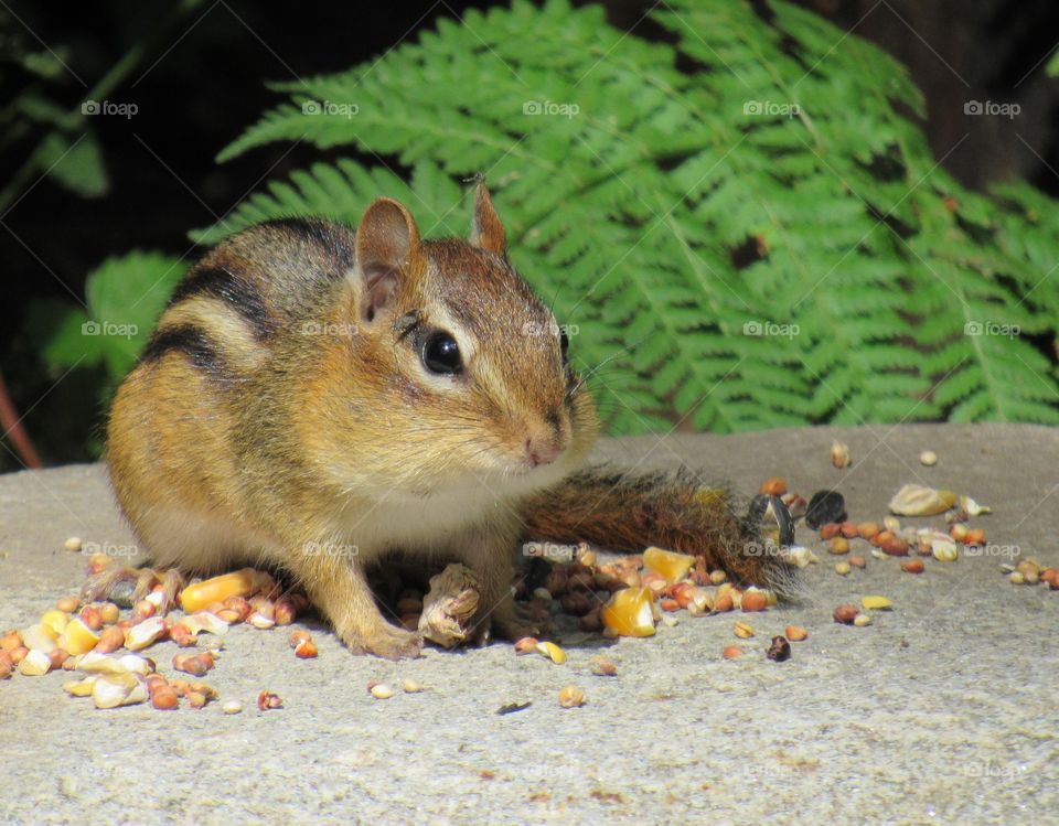 Chipmunk eating bird seed.