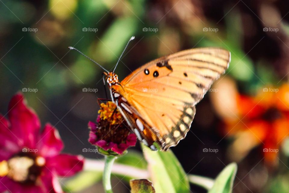 Red flower and butterfly 