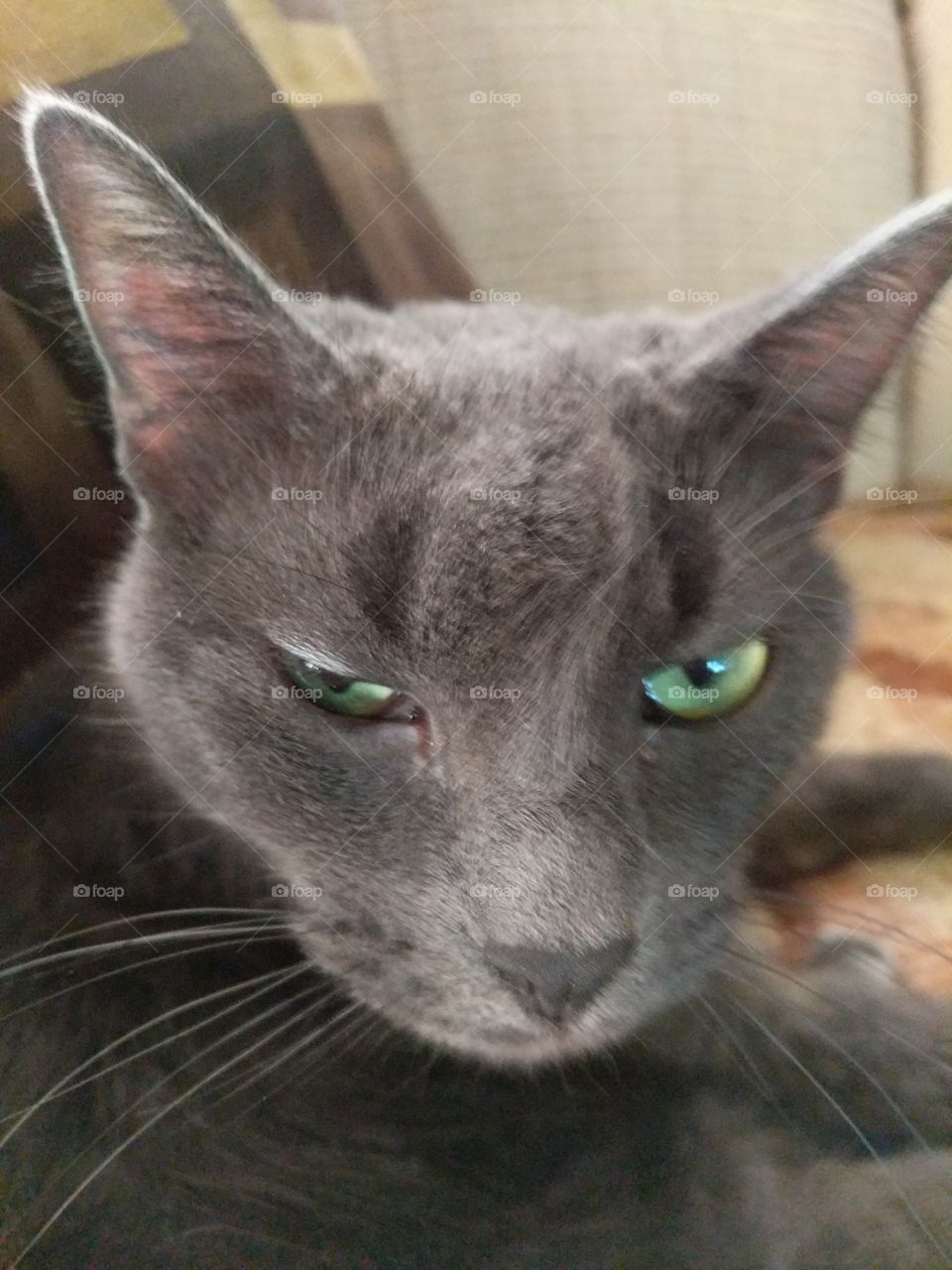 Tiny Bubbles being owly