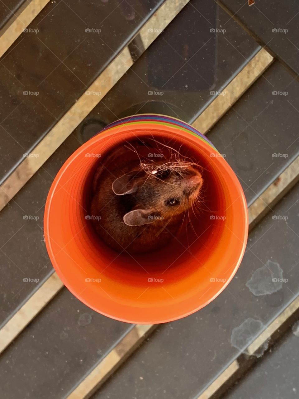 A mouse in a cup