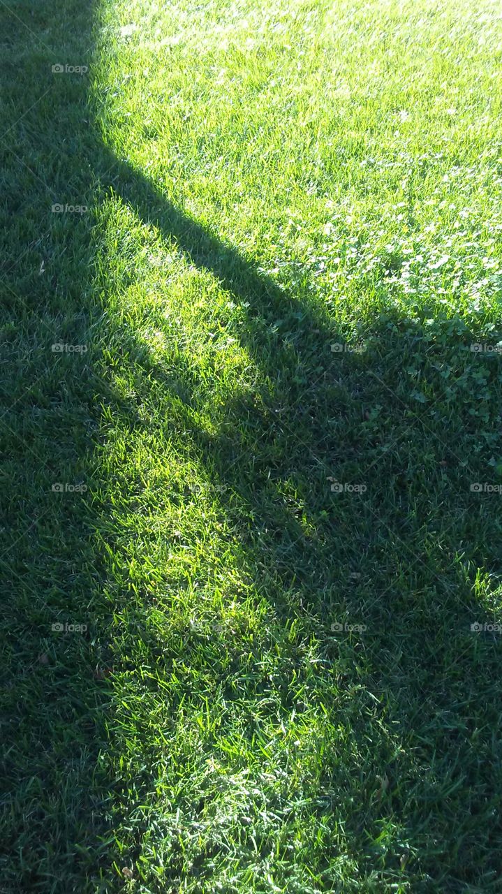 shadow on grass