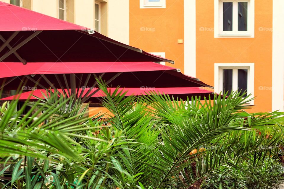 Green palm trees under red umbrellas in front of colorful houses in the city