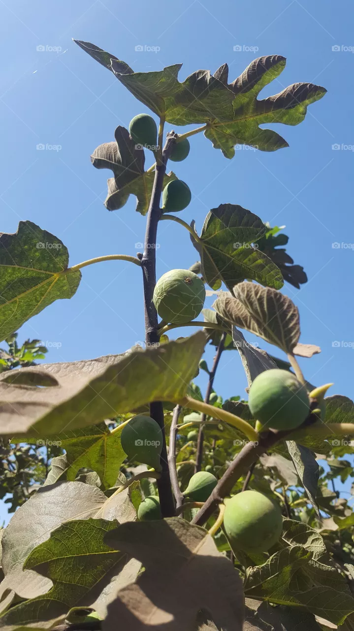 fig