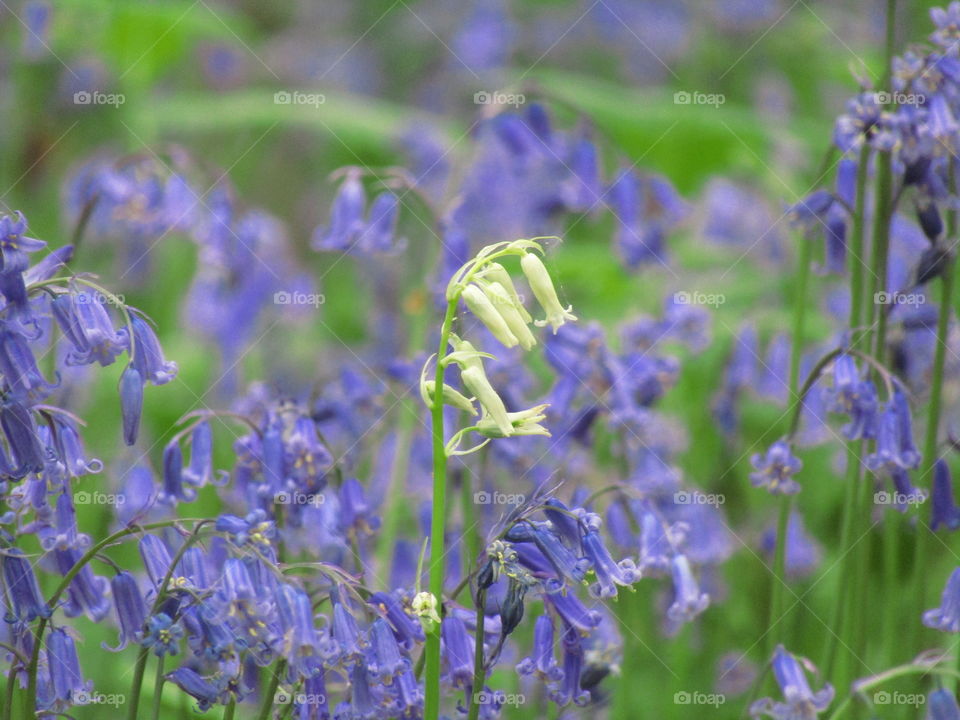 White Bluebell