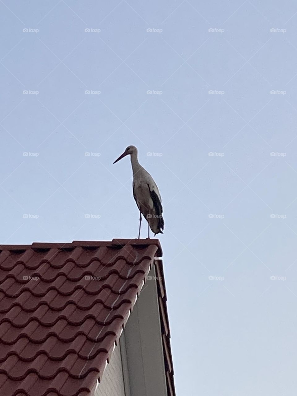 Storch auf rotem Dachfirst vor Abenddämmerung 