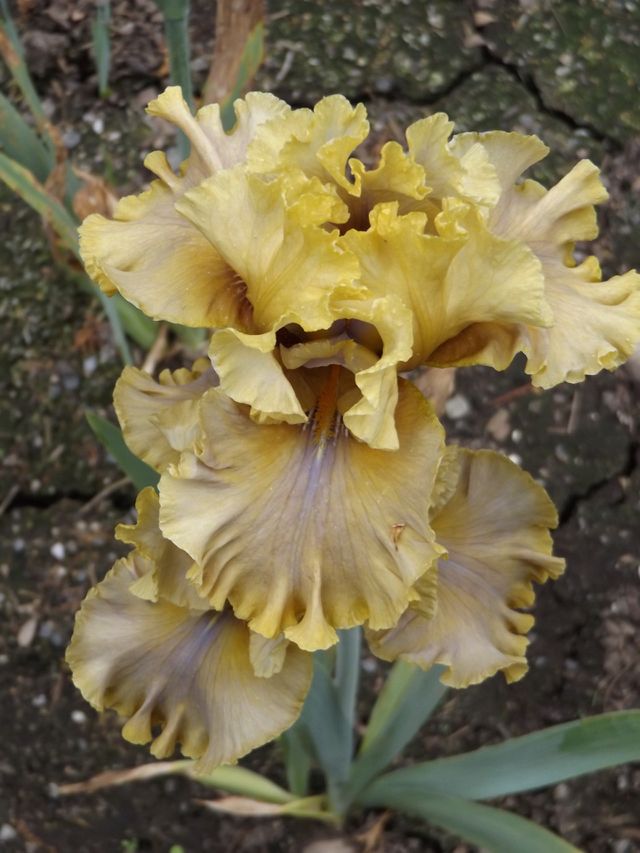 Iris
