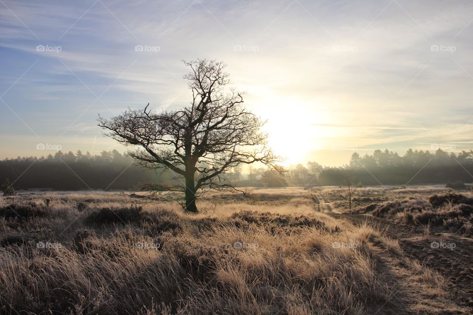 Tree in the meadow. a tree captured during golden hour in a meadow. Kalmthoutse heide, Belgium.