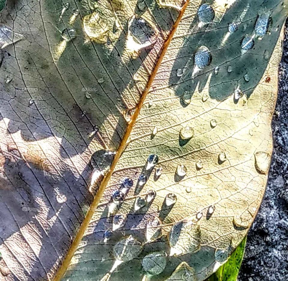 World in macro: raindrops (or dews) on the withered fallen leaf, and many shadows(drops or tree leaves).