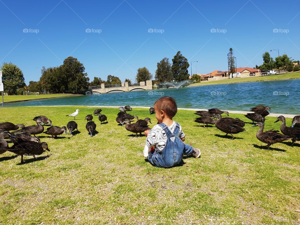 boy feeding ducks in a park