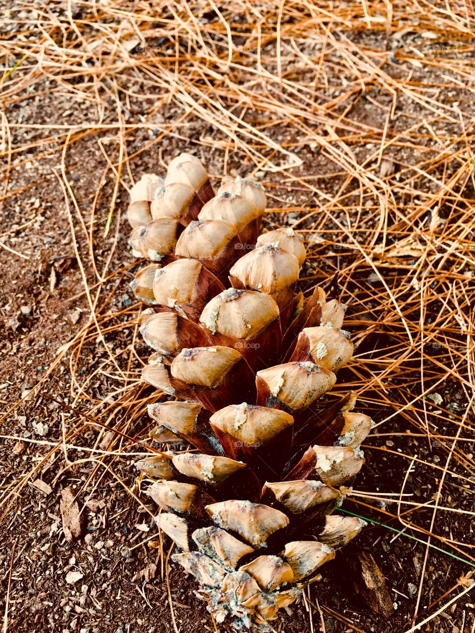 Pinecone and debris 2
