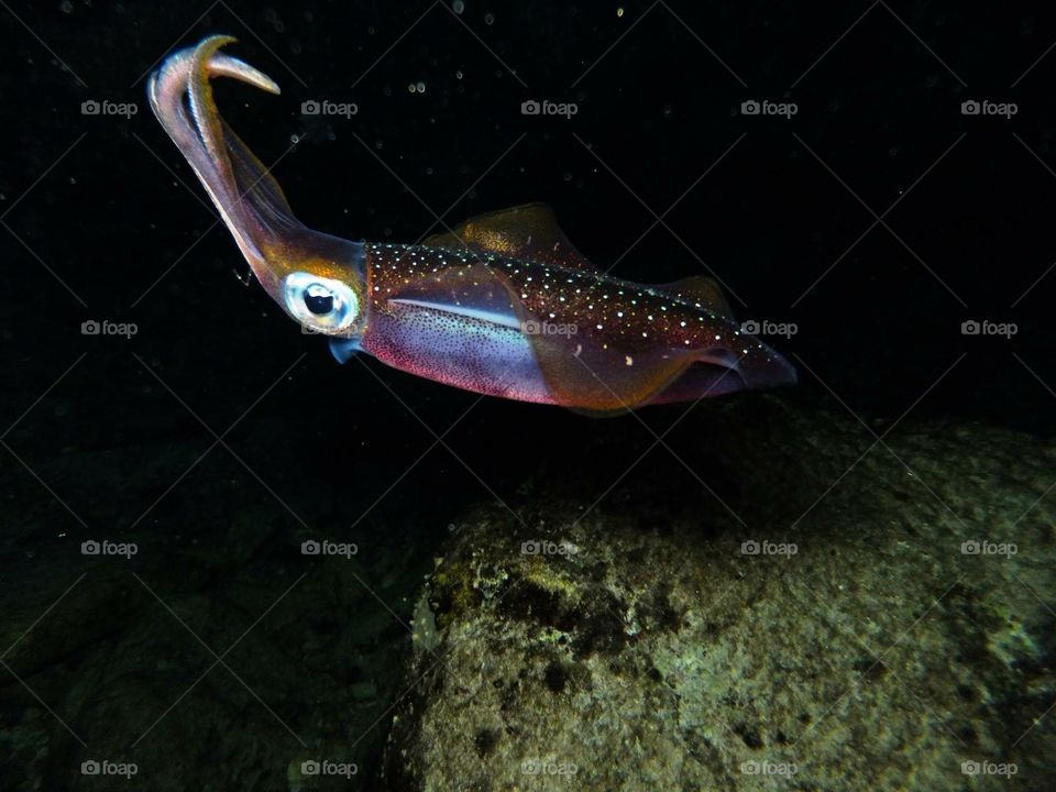 Mexican squid