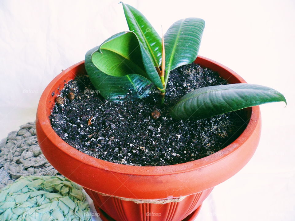 ficus plant brings joy