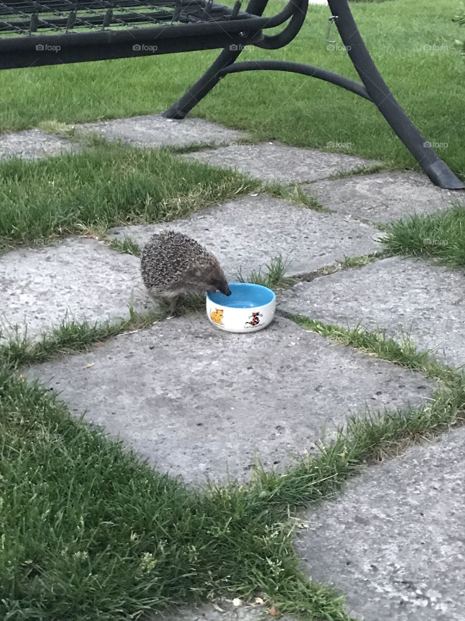 Hedgehog and green grass