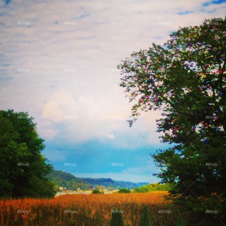 Autumn Cornfield 