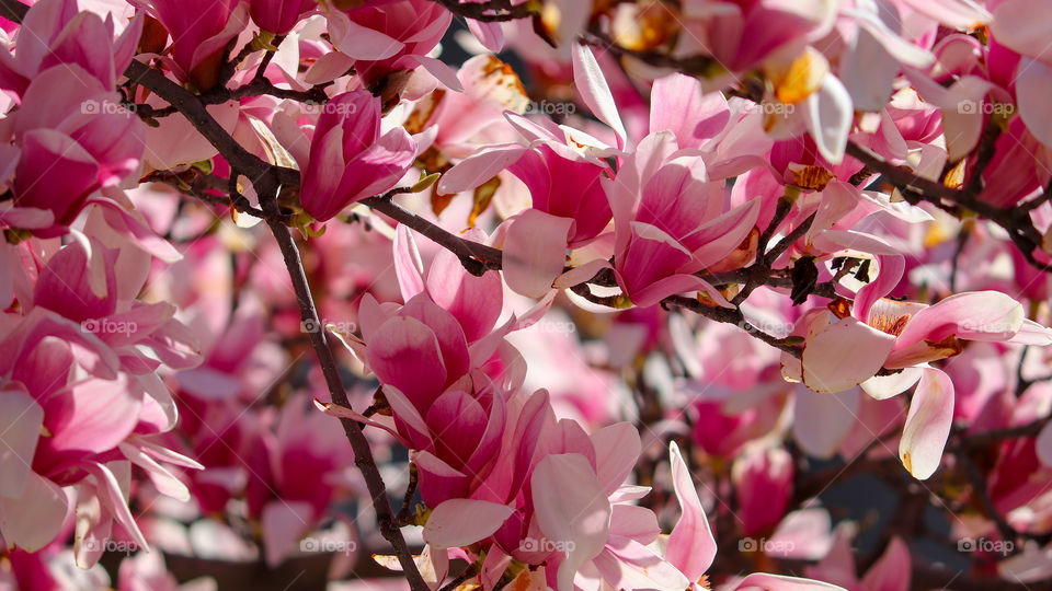 Magnolias in Bloom