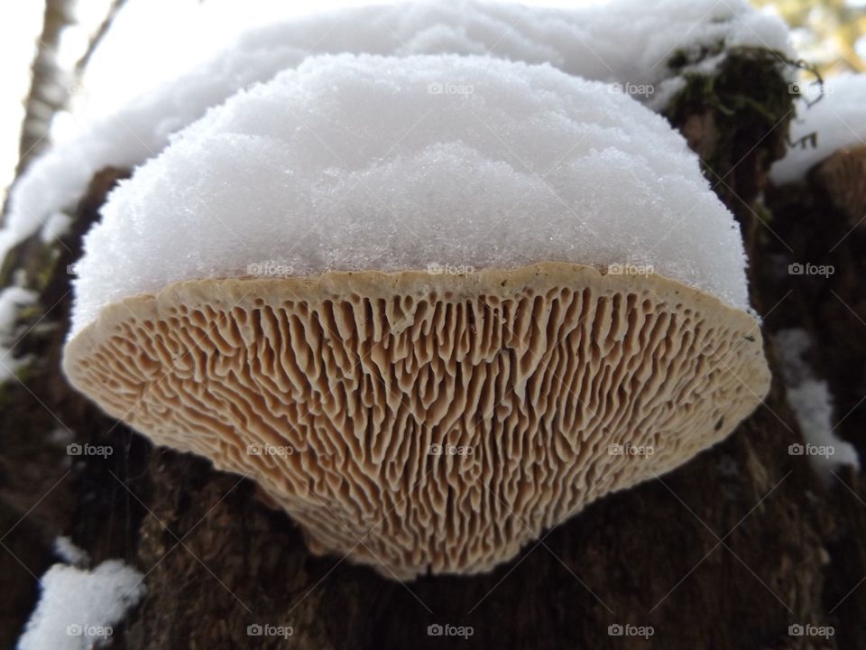 Close-up of snow covered mushroom