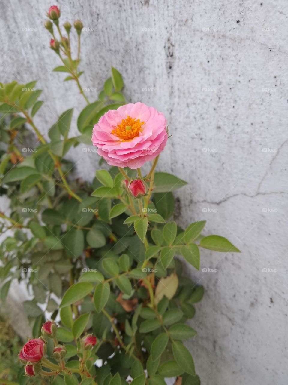 Rose baby flower in pink color
