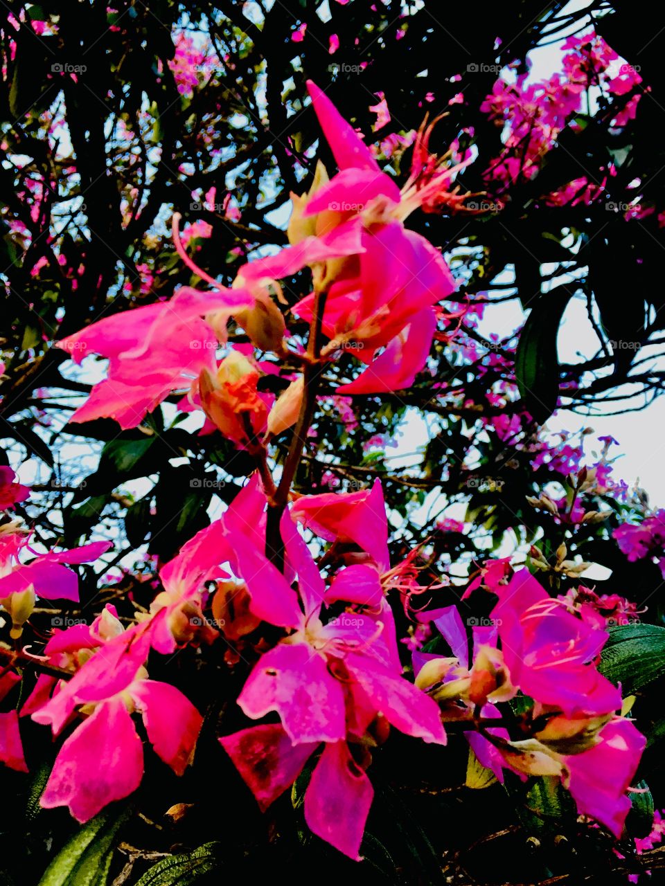 Quaresemeiras Rosas! 🌼#Flores do nosso #jardim, para alegrar e embelezar nosso dia!
#Jardinagem é nosso #hobby. 
🌹
#flor #flowers #flower #pétalas #garden #natureza #nature #flora #photography 
#fotografia