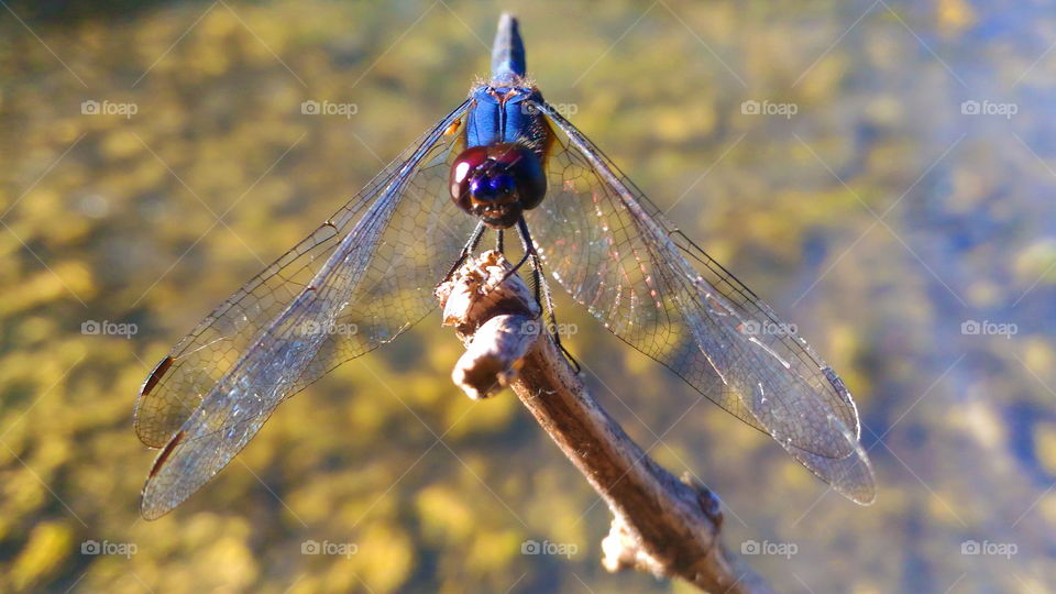 Black Dragonfly . . .