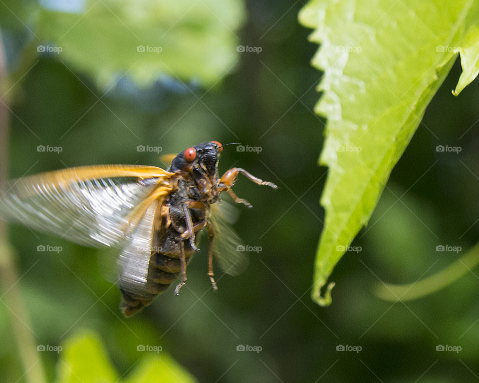 Flying cicada