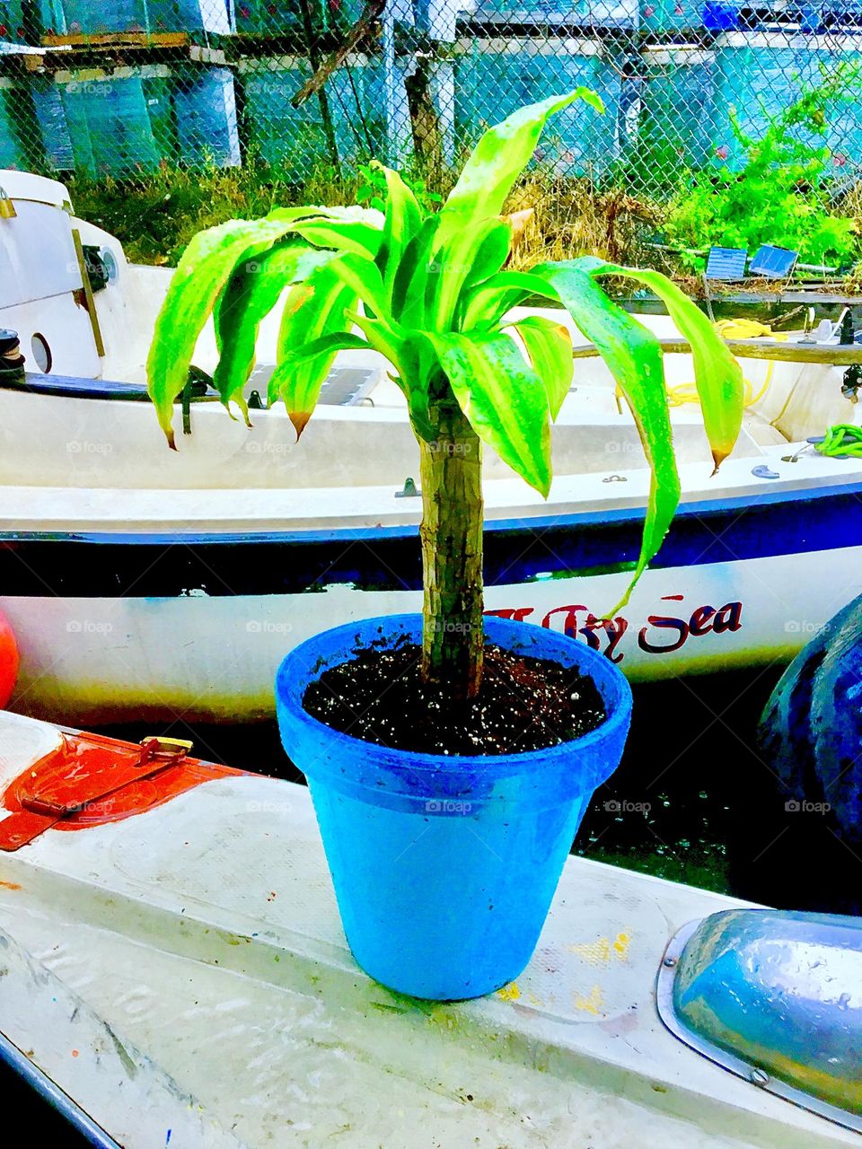 The little potted palm tree this time outside on the deck of “Salvation”, our boat at Newtown Creek in Long Island City, Queens, NY. “Three If By Sea” is the name of a neighboring boat. 2021. Hypnotic Productions
