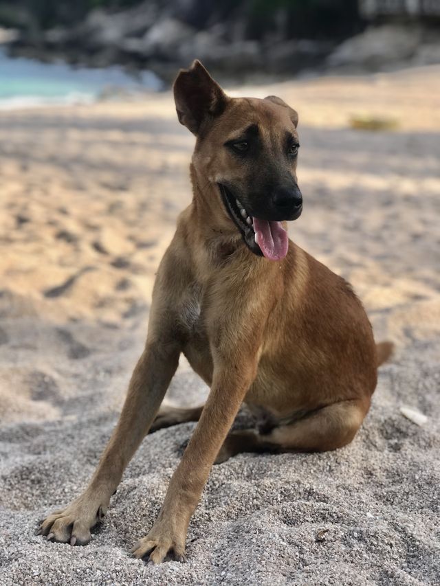 My dog os my best friend 