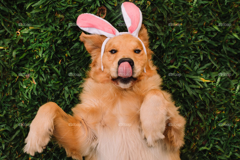 Easter Dog