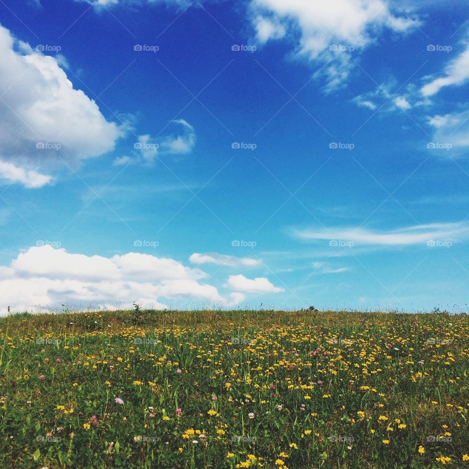 Picture perfect nature