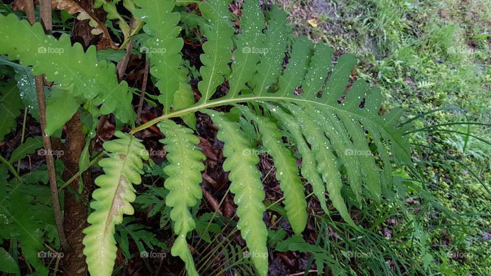 The ferns after the rain