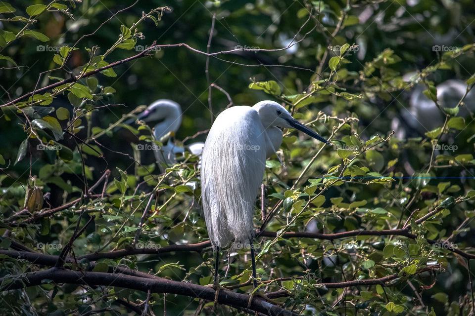 The stork