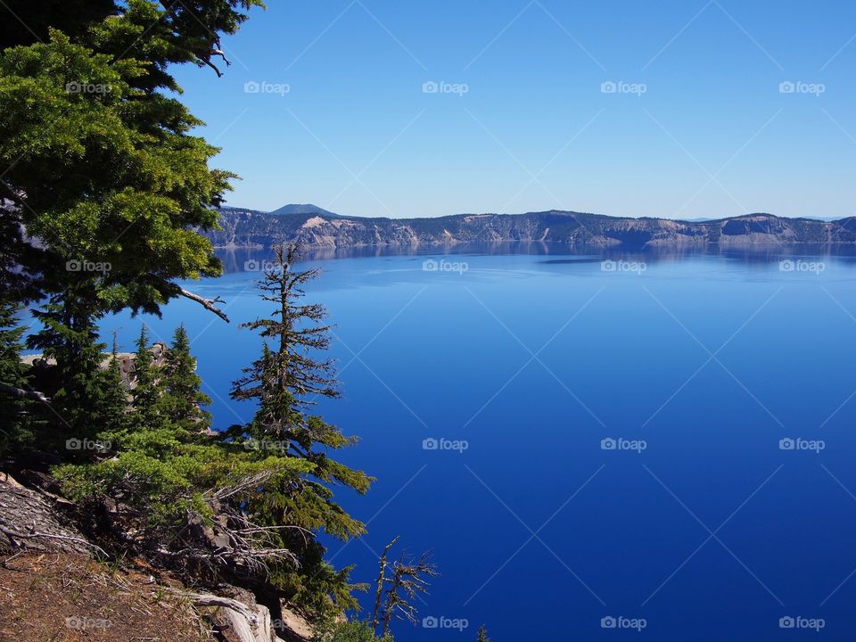 The rich blue waters of the deep Crater Lake in Southern Oregon with fir trees on the jagged rim on a beautiful sunny summer morning with clear blue skies.