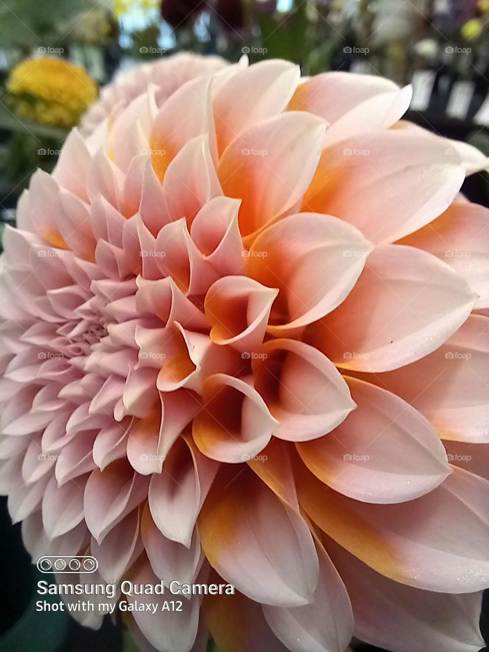 the wondrous Dahlia