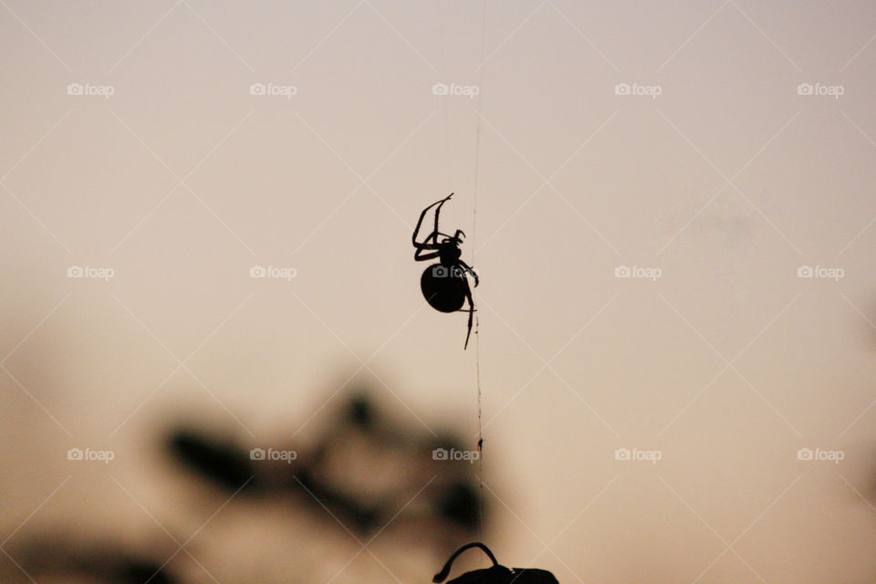 Spider