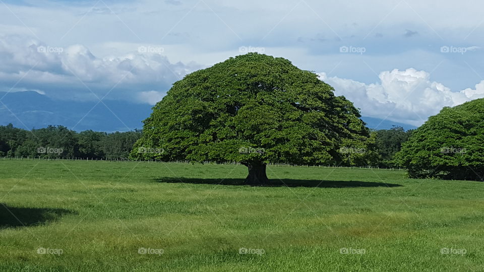 Guanacaste Tree