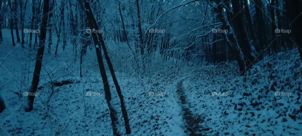 winter way in the evening forest