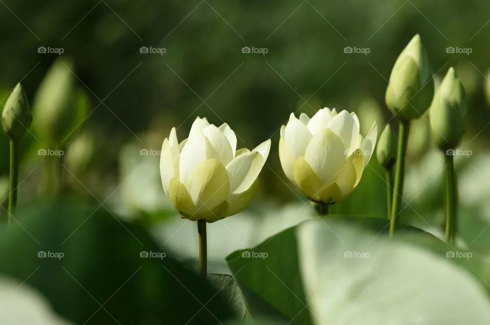 Lotus 