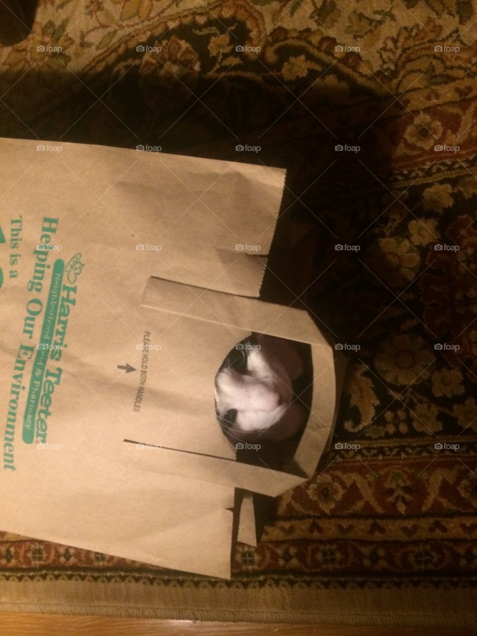 Grocery Store Promo. Cat in a bag 