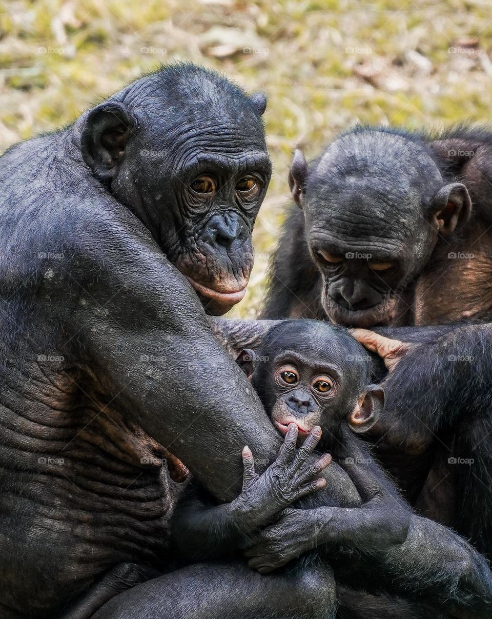 Curiousity - Mother and child Bonobos in DROC. Is that curiosity or annoyance at not having any privacy?
