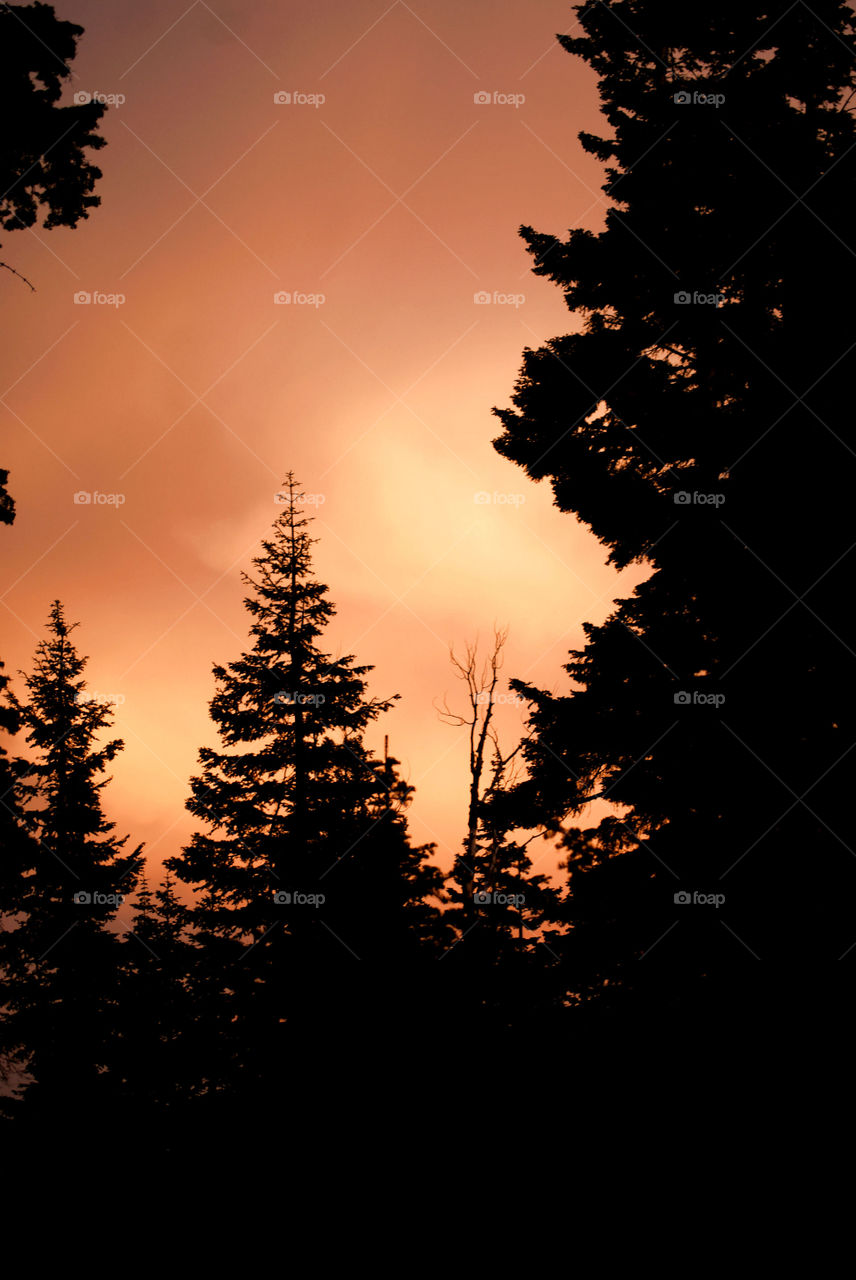 Mountain forest sunset