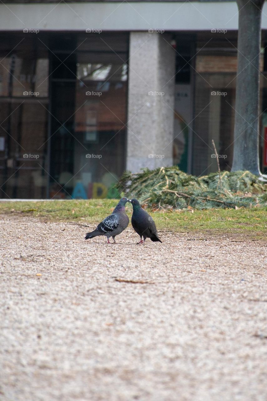 A Couple of Pigeons Kissing