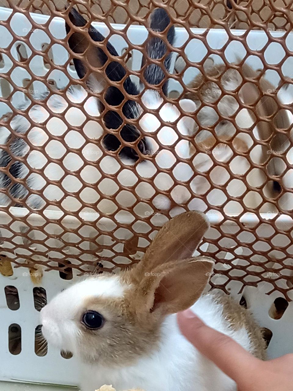 rabbits in the countryside
