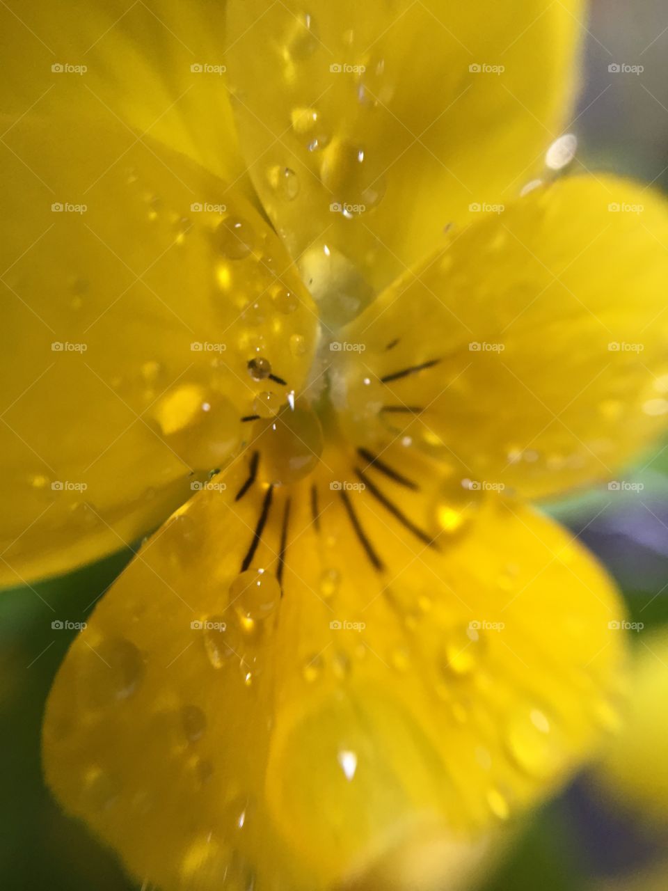 yellow  pansies